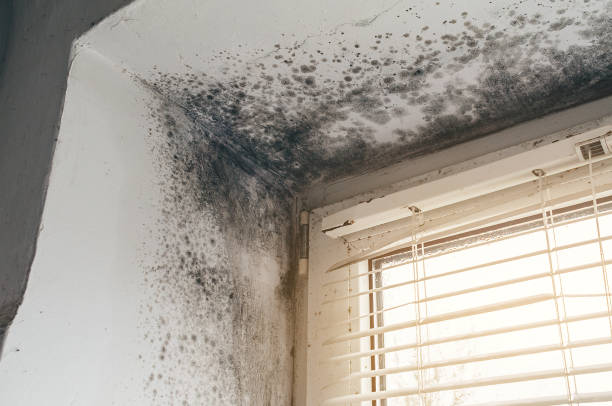 Affordable Mold Remediation solutions in Round Lake, IL